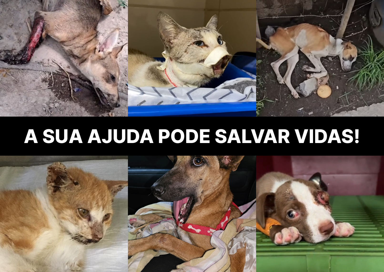 Imagem 1 do pet