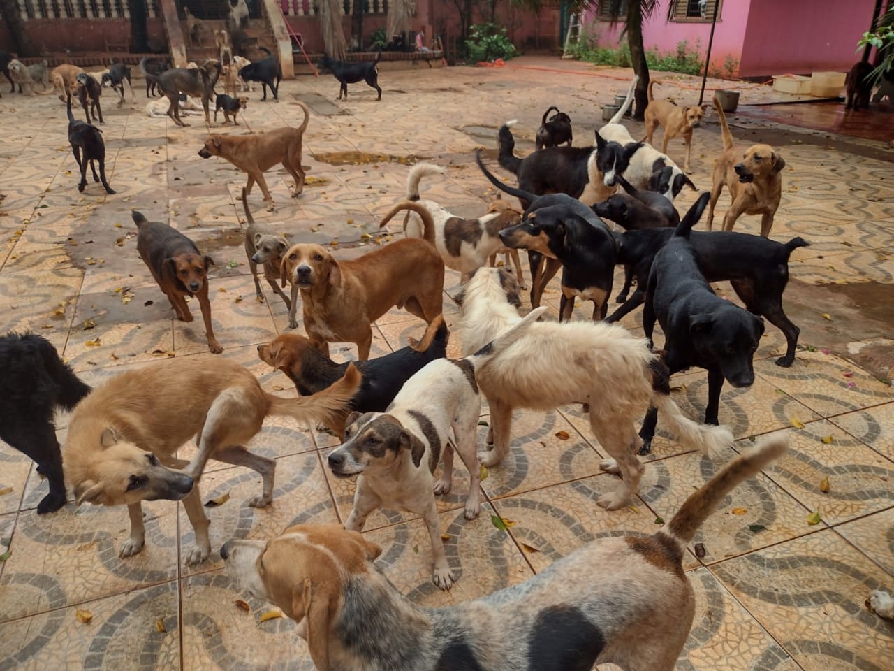 Imagem 3 do pet